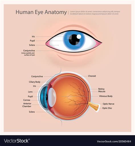 Anatomy Of The Eye Human Eye Anatomy Eye Anatomy Huma Vrogue Co