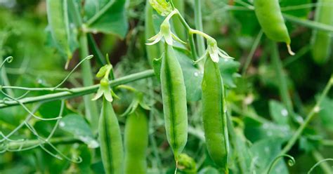 How To Plant And Grow Peas Gardeners Path