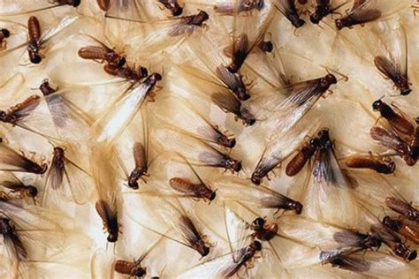 Termite 101 Central Termite And Pest In Arkansas