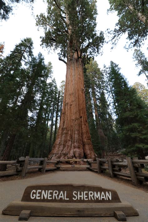 General Sherman Tree In Sequoia National Park Verenigde Staten