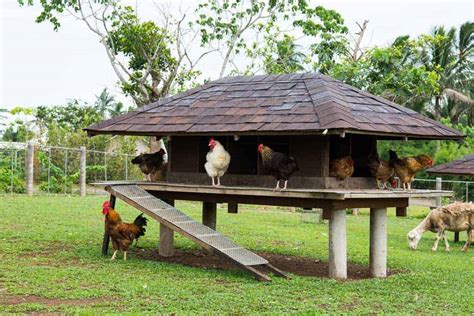 How To Build Backyard Chicken Coop