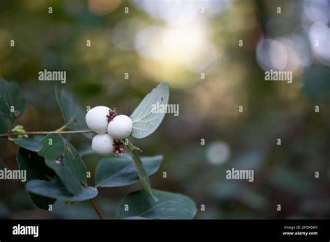 Closeup Of Symphoricarpos Albus Common Snowberry Stock Photo Alamy