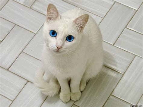 Photo chat blanc yeux bleus - Photo de chat