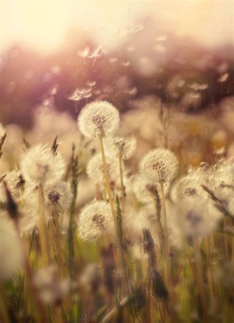 When You Look At A Field Of Dandelions You Can Either See A Hundred