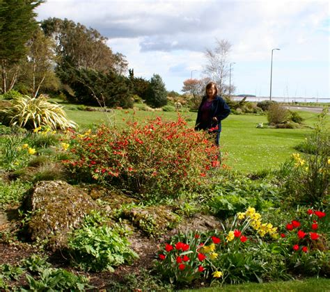 Scottish Artist And His Garden Chrysanthemums