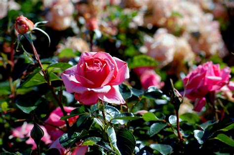 Tips To Planting A Rose Garden Rose Plants Garden