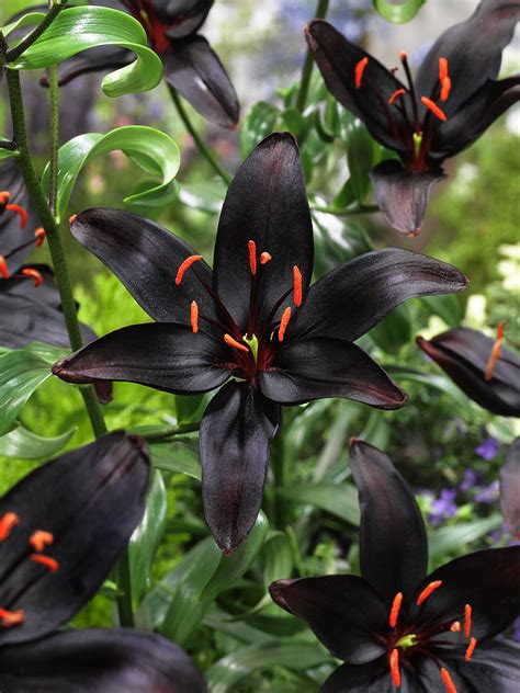 Lilies How To Care For Lily Flowers With A Look At ‘queen Of The