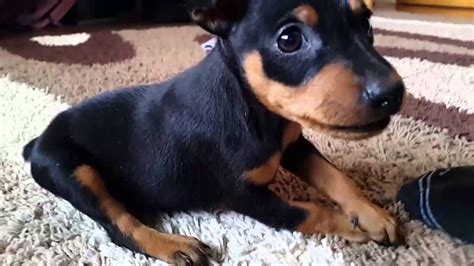 miniature pinscher puppies  weeks part  youtube
