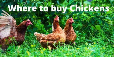 Where To Buy Backyard Chickens Hutch And Cage