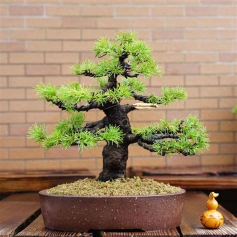 30pcs Japanese Pine Seeds Bonsai Seed Biji Benih Anak Pokok Benih Pokok