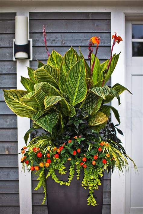 No Fail Tropical Container Garden Combinations Container Flowers
