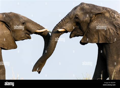Un Par De Elefantes Africanos Utilizan Sus Troncos Para Comunicarse