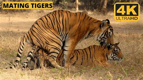 Tigers Mating Ranthambore Tiger Wildopedia Videos Youtube