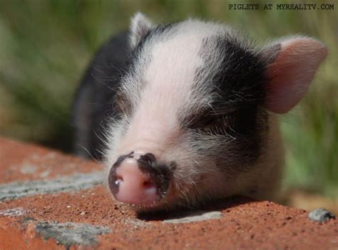 Lovely Piglet Teacup Pigs Pig Baby Pigs