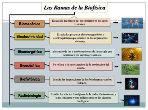 Ramas De La Biofisica Slingo