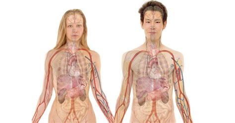 El Cuerpo Humano Partes órganos Y Sistemas Toda Materia