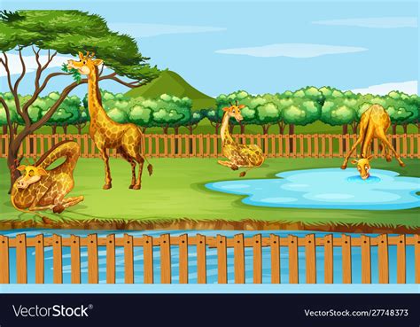 Scene With Many Giraffes At Zoo Royalty Free Vector Image