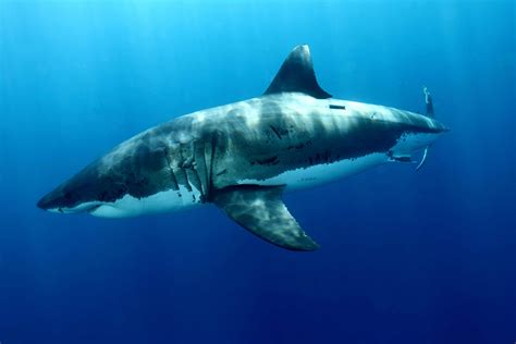 Download Animal Great White Shark 4k Ultra Hd Wallpaper