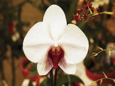 However, the rumor that orchids are poisonous to cats is totally unfound. Are Orchids Poisonous to Dogs and Cats? (with Pictures) | eHow