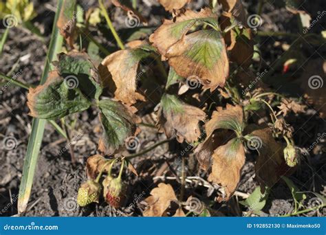 Fusarium Wilt Disease On Tomato Damaged By Disease And Pests Of Tomato