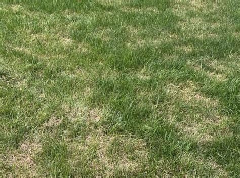 How To Treat Summer Patch Lawn Disease Turf And Lawn Fungus Lawn Phix