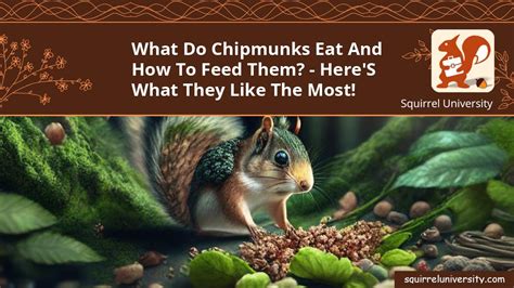 What Do Chipmunks Eat And How To Feed Them Heres What They Like The Most Squirrel University