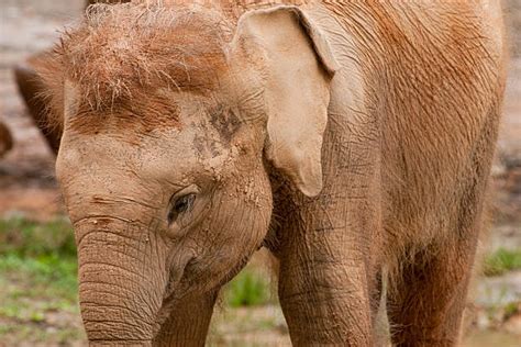 Gajah Kalimantan Foto Foto Foto Stok Potret And Gambar Bebas Royalti