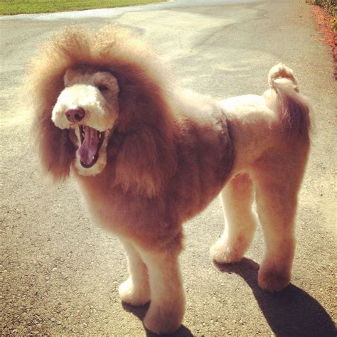 White Standard Poodle Dyed As A Lionaw Too Cute Fluffy Dogs