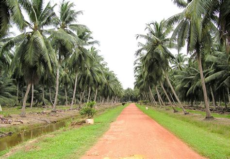 The coconut products are both fresh coconut trees by the recommended dwarf type sourced from nigeria and malaysia can start yielding fruits from 21/2 years when the right application. Talking about Passions