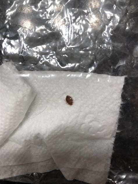 I Found A Dead Bed Bug In My Bathroom Bathroom Poster