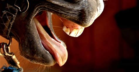 Dente De Lobo Cavalo