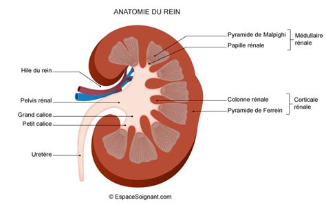 Anatomie De Lappareil Urinaire
