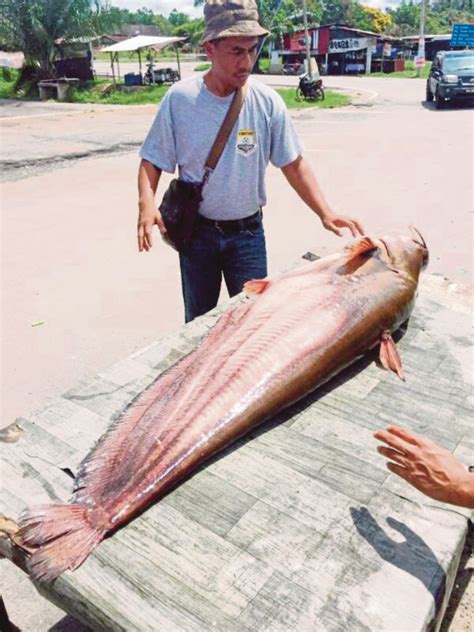 Ikan Tapah Terbesar Di Malaysia Ikan Saiz Terbesar Yang Dijumpai Di