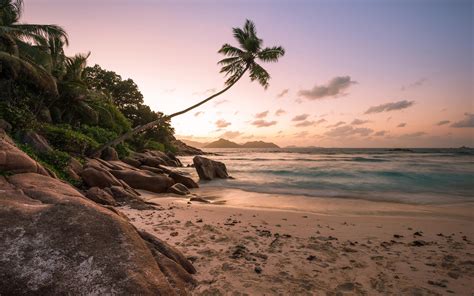 Wallpaper Beach Shore Palm Trees Ocean Sunset