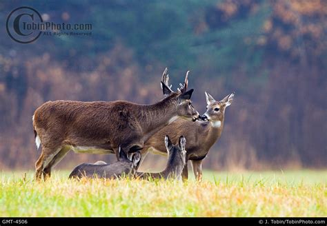 Whitetail Deer Behaviour Photo Gmt 4506