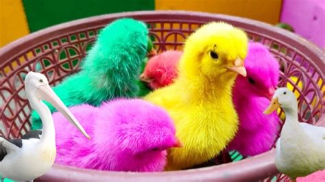 Menangkap Ayam Lucu Ayam Warna Warni Ayam Rainbow Ayam Pelangi