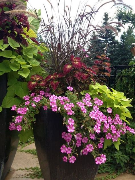Plants For Pots In Sun Flower Pots Outdoor Patio Flowers Plants