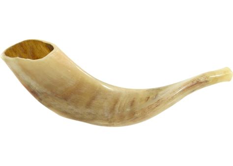 Extremely Beautiful And Attractive Polished Rams Horn Shofar With