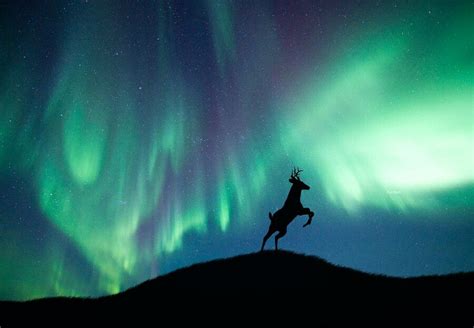 Northern Lights By Stijn Dijkstra Long Eared Owl Deer Silhouette Photo Manipulation Aurora