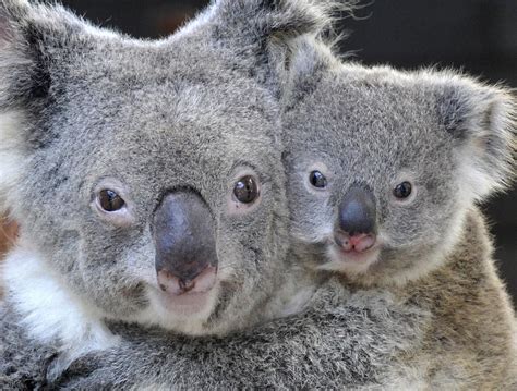 Koala Population Growing So Rapidly Some Areas Are Introducing