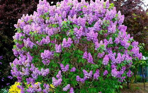 The Best Shrubs For Your Garden Get The Best