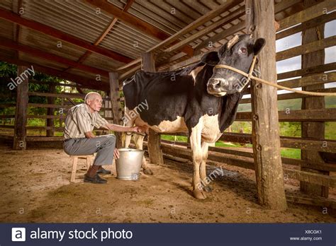 Model Cow Stock Photos And Model Cow Stock Images Alamy