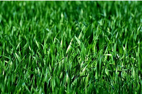 Free Image On Pixabay Meadow Field Grass Green Nature Planting
