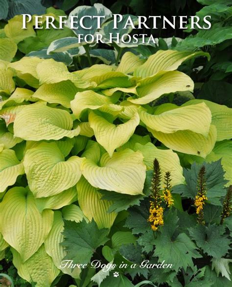 Three Dogs In A Garden Perfect Partners For Hosta Inspired By The