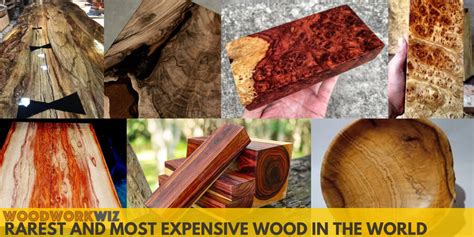Rarest And Most Expensive Woods In The World Woodworkwizcom