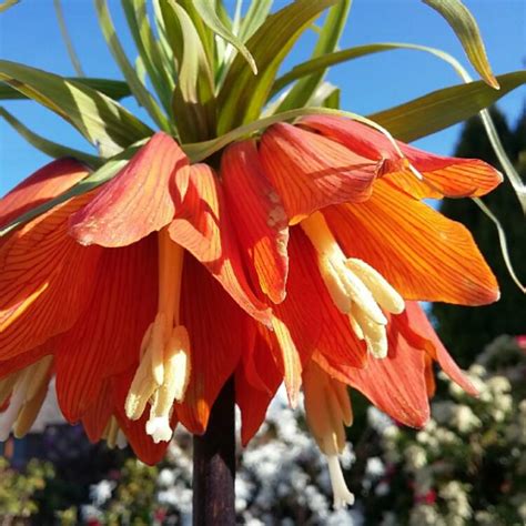 Fritillaria Imperialis Rubra Maxima Crown Imperial Rubra Maxima