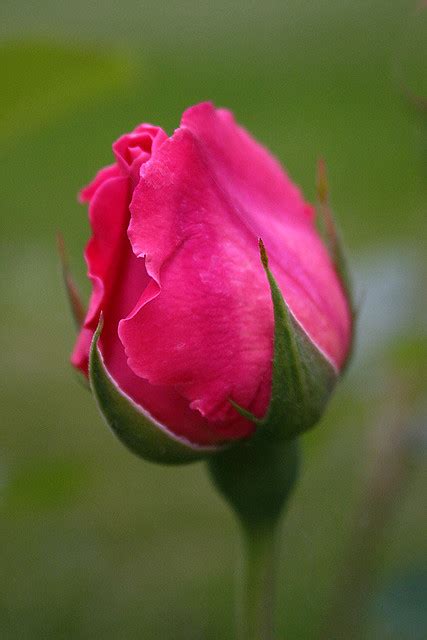 Rosebud A Pink Rosebud Merripat Flickr