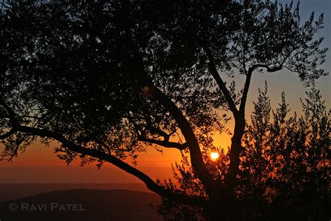 Sunset Behind A Tree Photos By Ravi