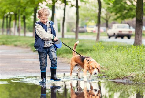 How To Walk Your Dog Safely With Children Bob Martin
