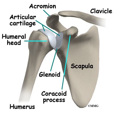 The humerus typically becomes a problem only when it breaks (fractures). Shoulder Arthroscopy | eOrthopod.com